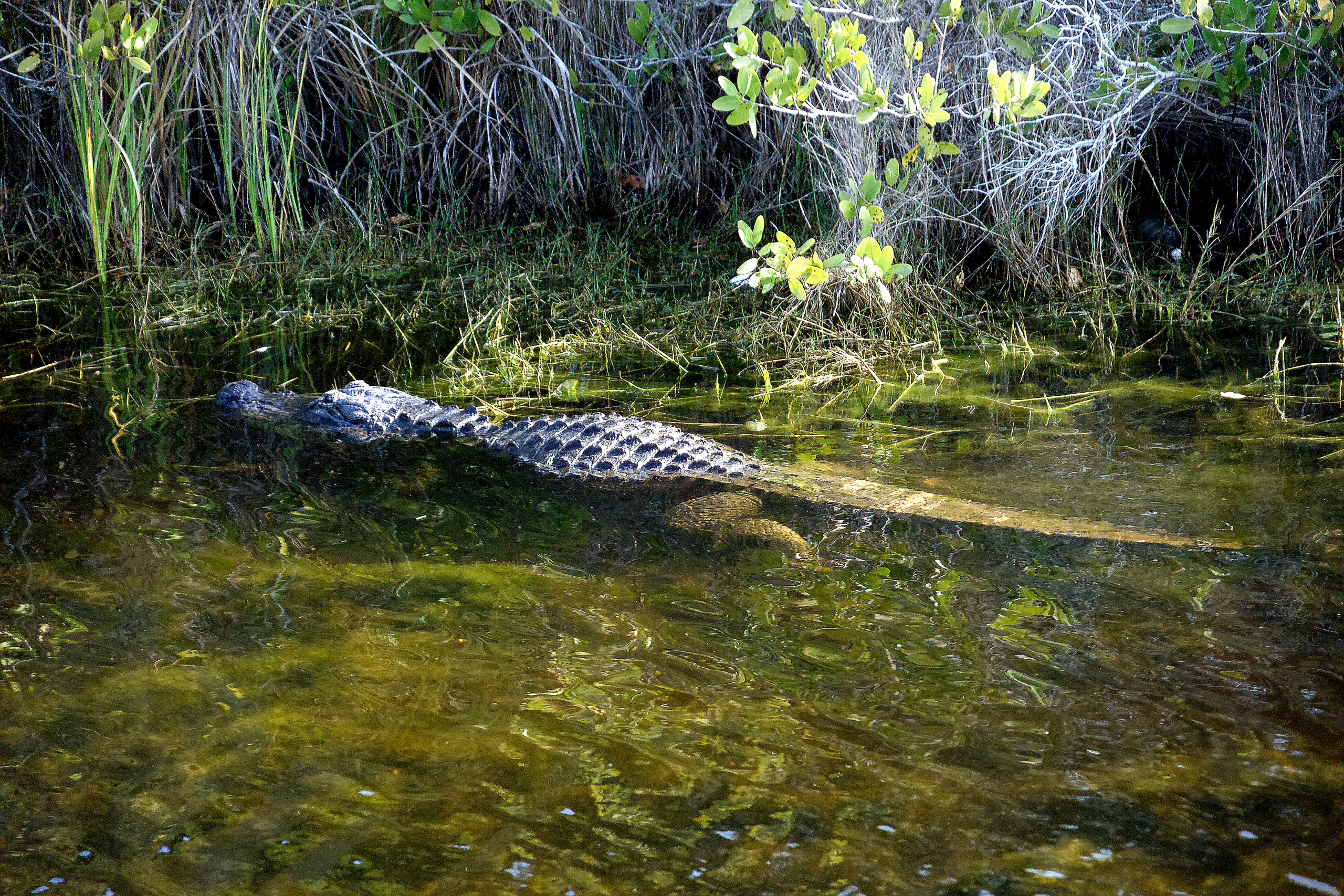 An alligator swims through shallow water, partially submerged amid tall grasses and aquatic plants, illustrating its natural habitat.