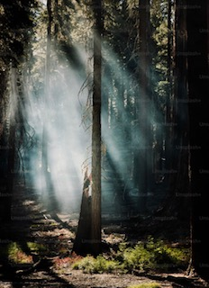 Sunlight streams through tall trees in a dense forest, illuminating the misty air and highlighting the serene beauty of nature.